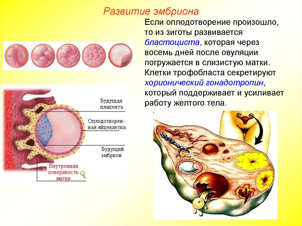 Оплодотворение и развитие презентация