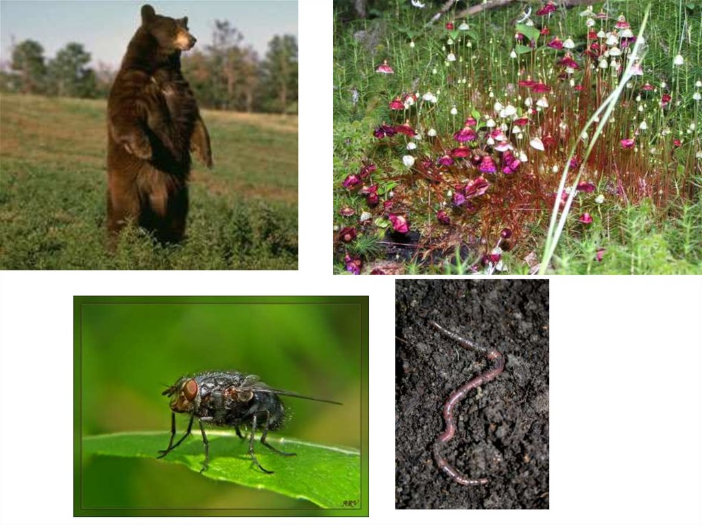 Биотические факторы болота. Биотические сообщества. Биотические сообщества это в биологии. Биотические факторы хищничество. Конкуренция биотический фактор.