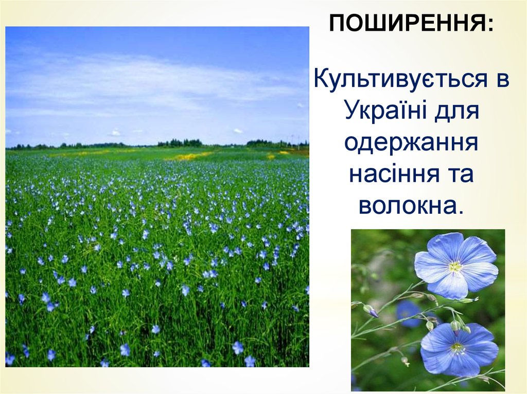 Поширення: Культивується в Україні для одержання насіння та волокна.