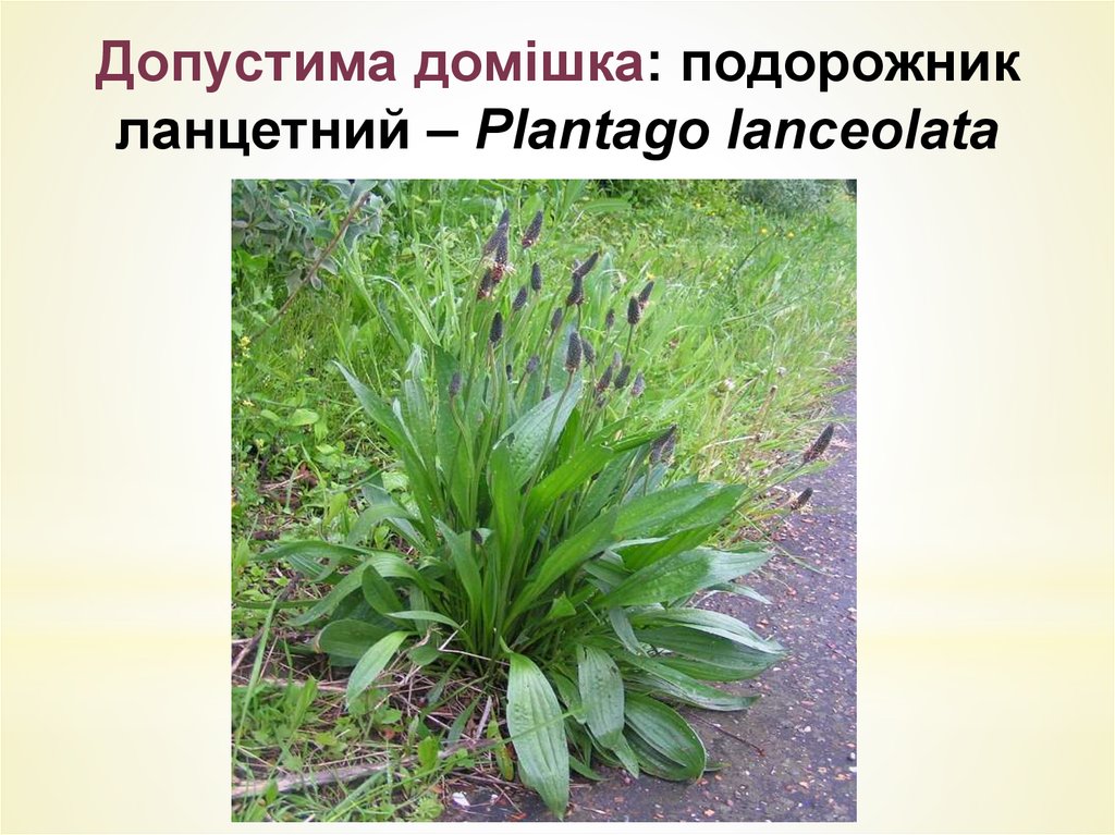 Допустима домiшка: подорожник ланцетний – Plantago lanceolata