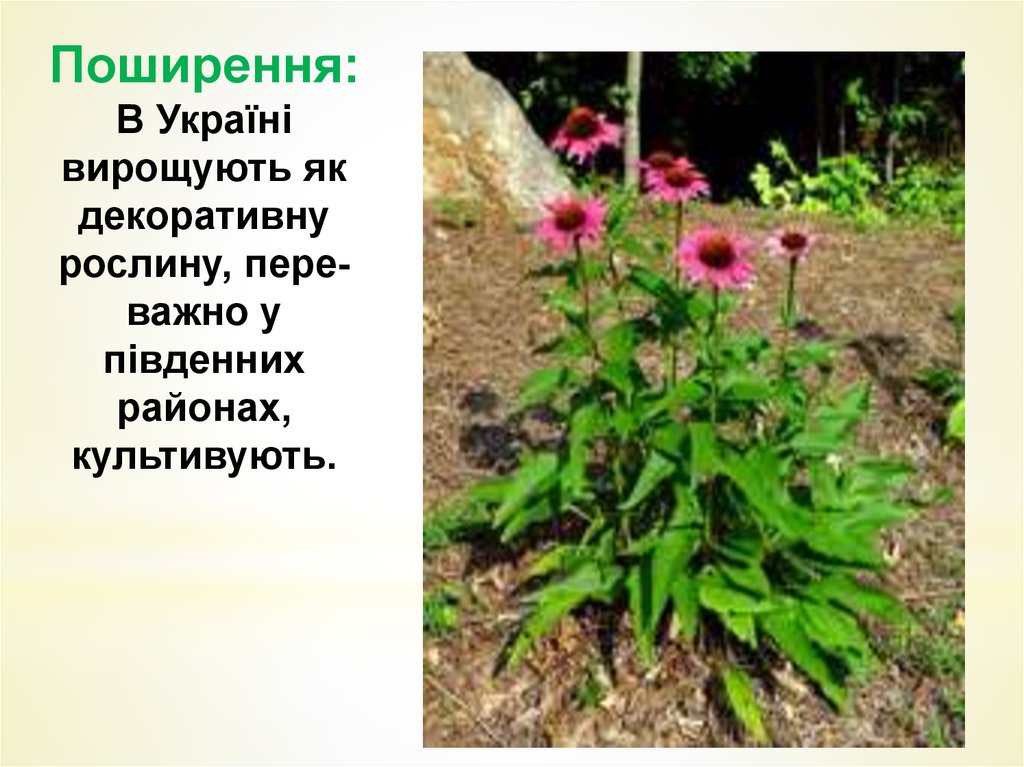 Поширення: В Україні вирощують як декоративну рослину, пере­важно у південних районах, культивують.