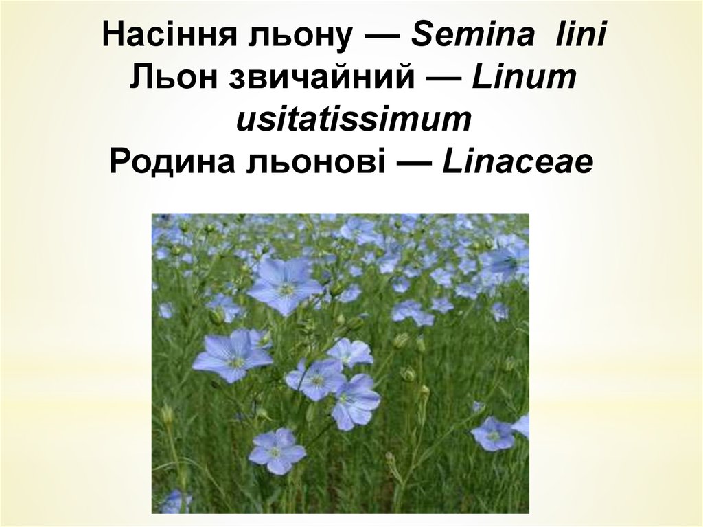 Насіння льону — Sеmіnа lіnі Льон звичайний — Lіnum usіtatіssimиm Родина льонові — Lіnасеае