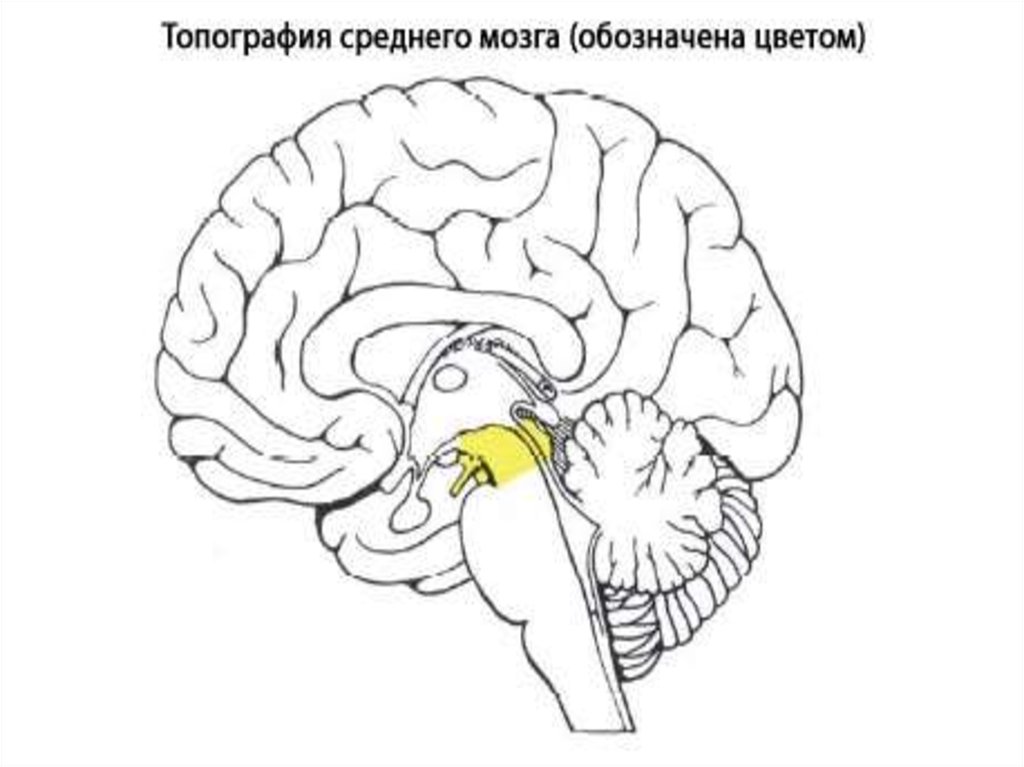 Строение среднего мозга в головном мозге. Средний мозг топография и функции. Средний мозг топография строение функции. Строение среднего мозга анатомия. Топография отделов головного мозга.