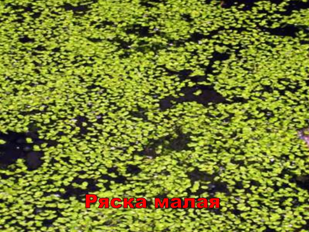 Ряска малая
