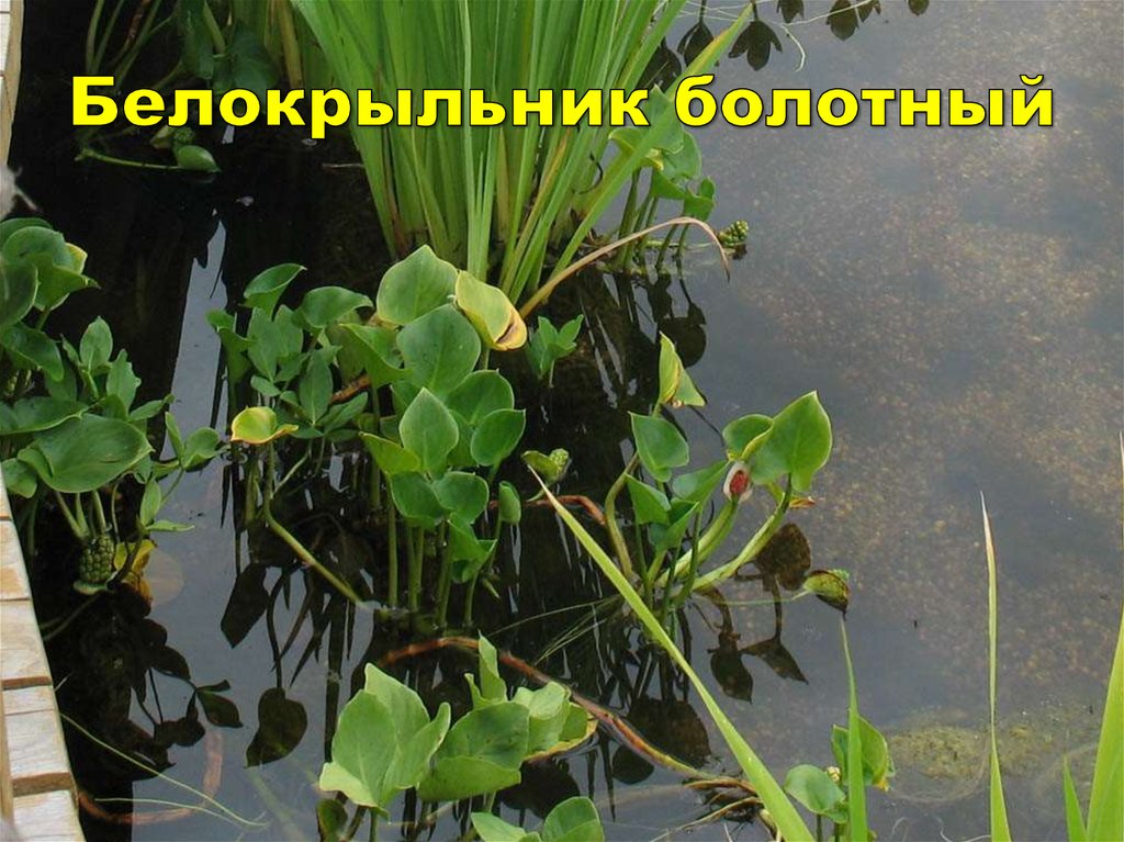 Белокрыльник болотный