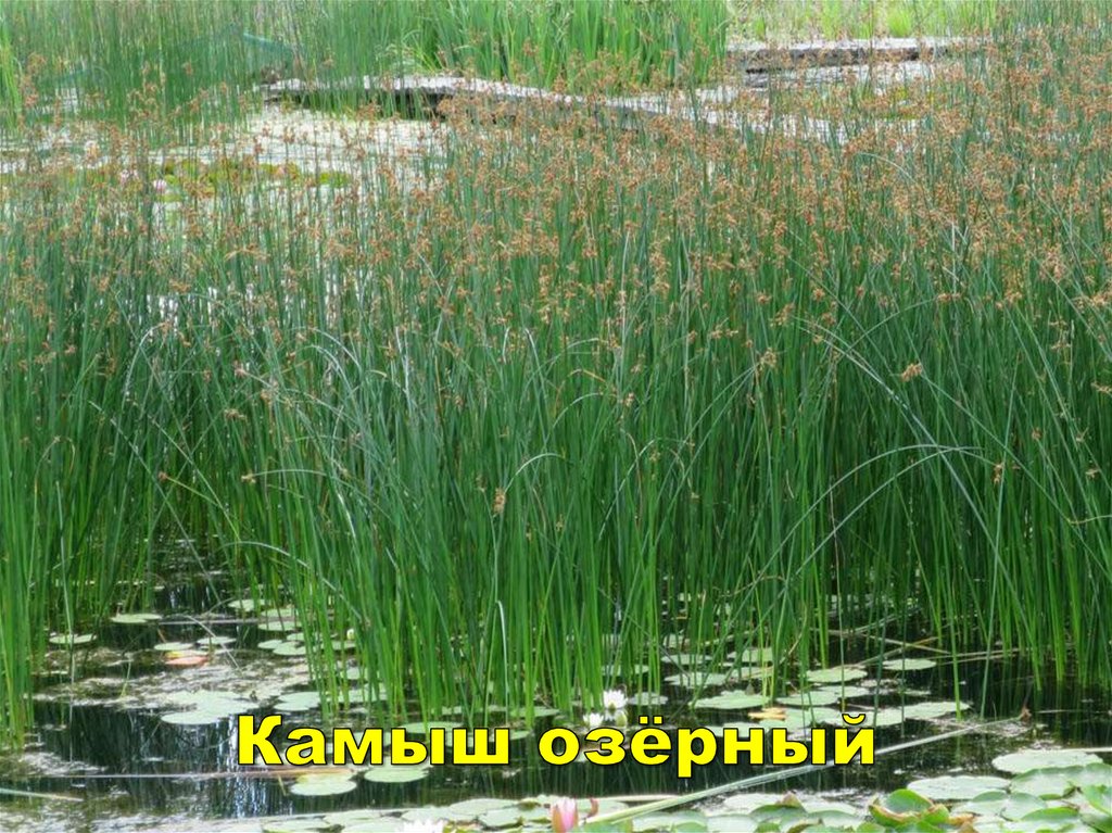Камыш озёрный