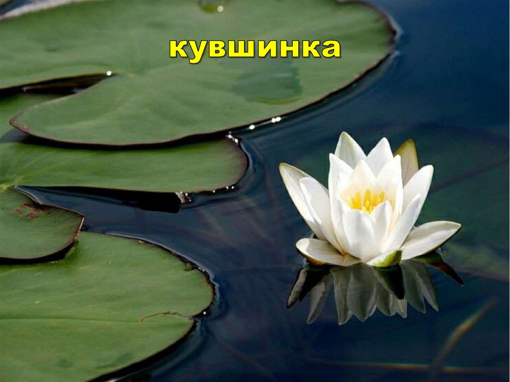 кувшинка