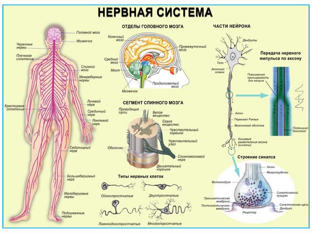 Моторные нервные окончания иннервируют