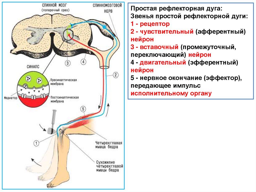 Чувствительный нейрон какой процесс