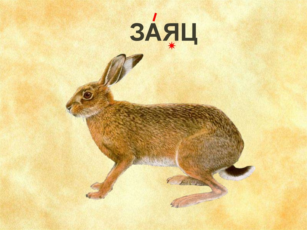 Зайцев без слов. Картинный словарь заяц. Февраль 7 заяц. Картинка к слову заяц. Заяц с семеркой.