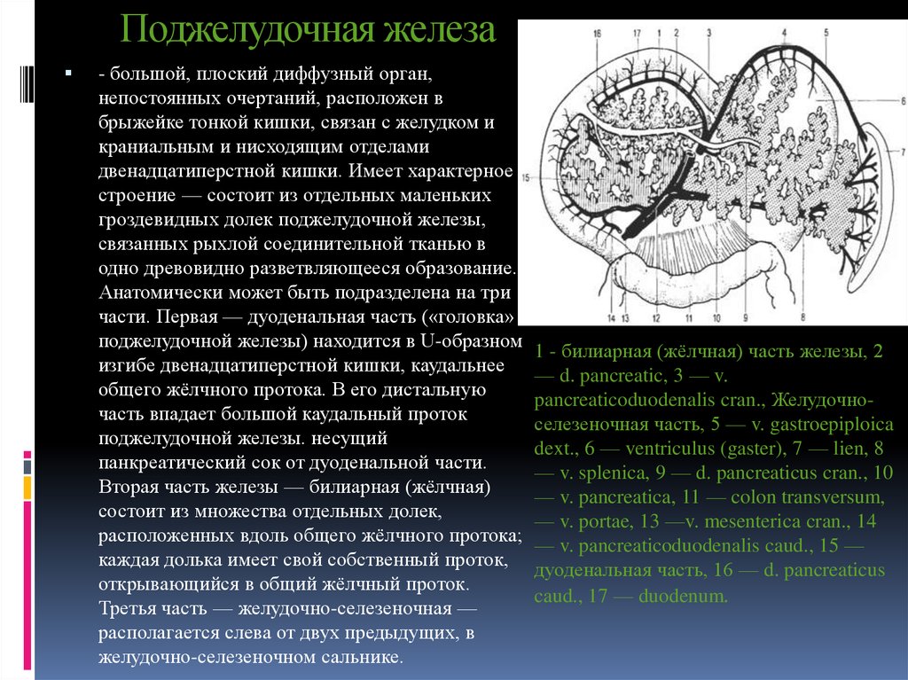 Аберрантная поджелудочная железа. Структура поджелудочной железы однородная. Контуры поджелудочной железы. Диффузная структура поджелудочной железы. Аберрантный проток поджелудочной железы.