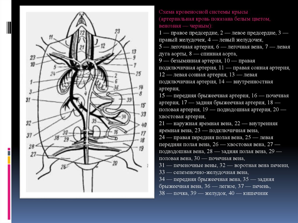 Схема кровеносной системы крысы