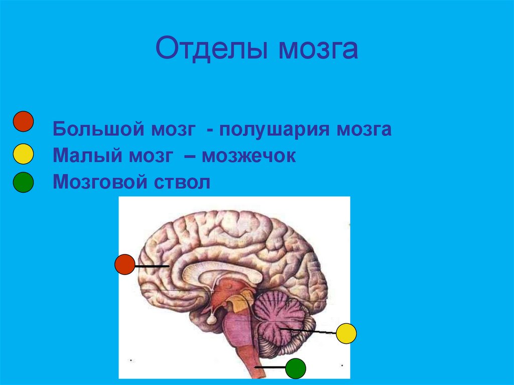 Отделы мозга