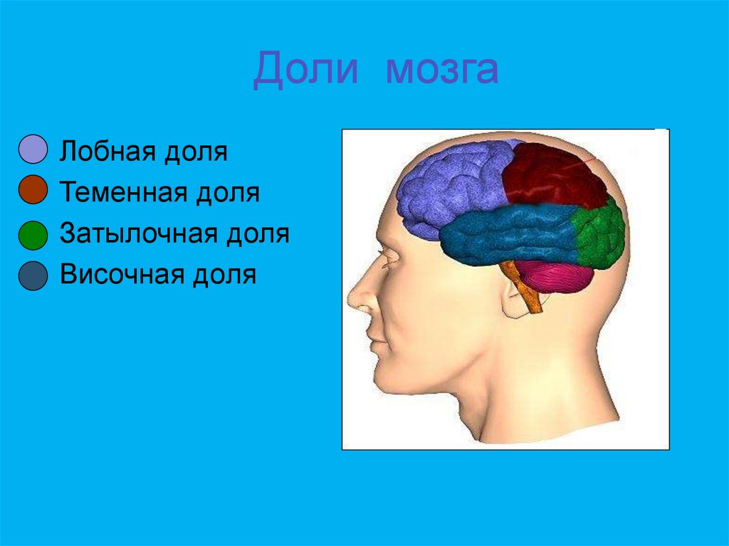 Теменная область головы фото