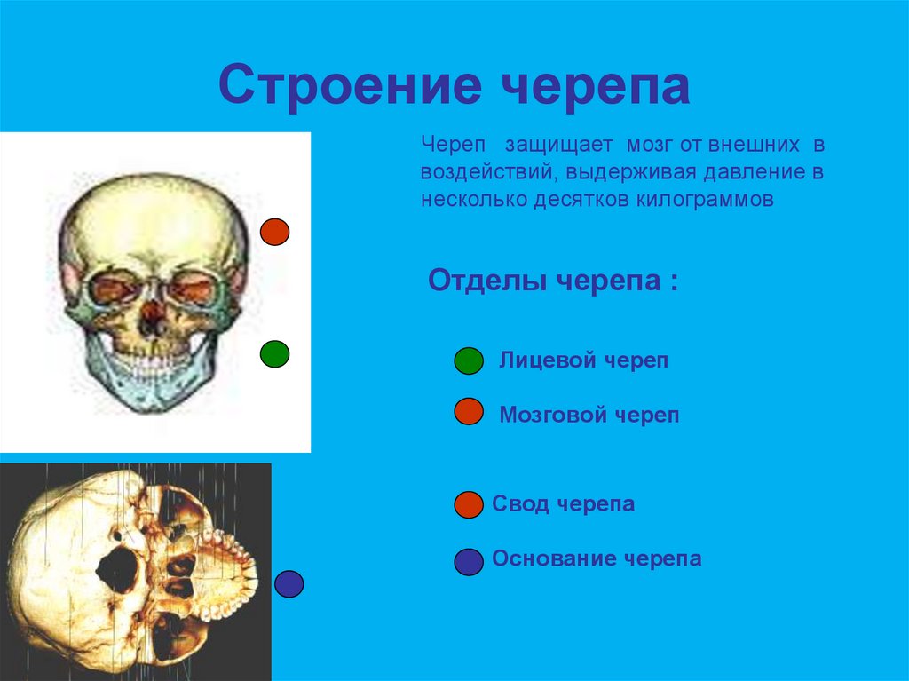 Строение черепа