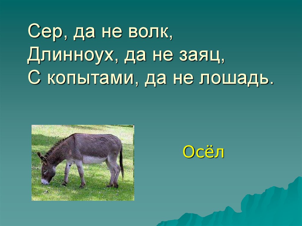 Сер да сер слова. Сер да не волк Длинноух да не заяц с копытами да не лошадь. Сер да не волк Длинноух да. Копытный заяц. Сер да не волк Длинноух но не заяц.