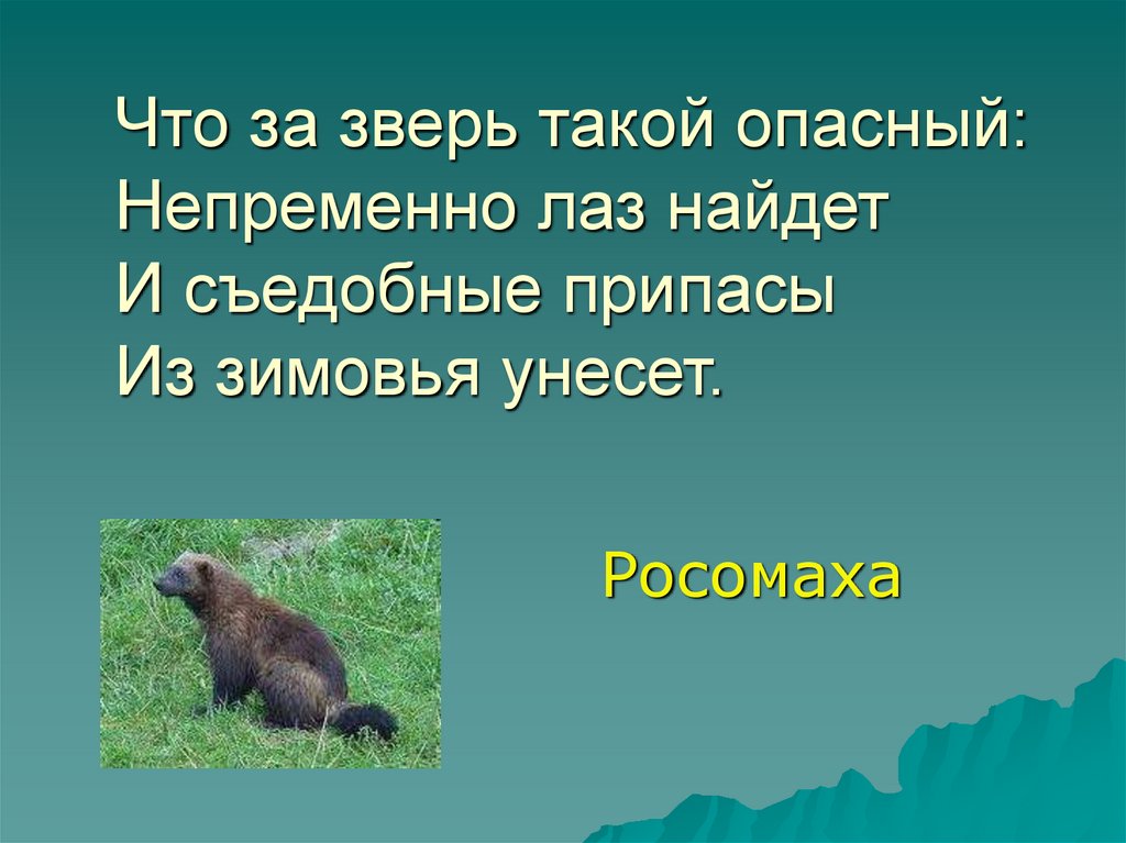 Что за зверь. Викторина млекопитающие. Звериный. Росомаха описание животного.