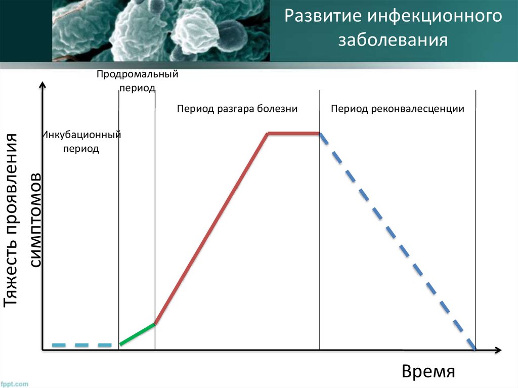 Назовите основные периоды развития инфекционных заболеваний