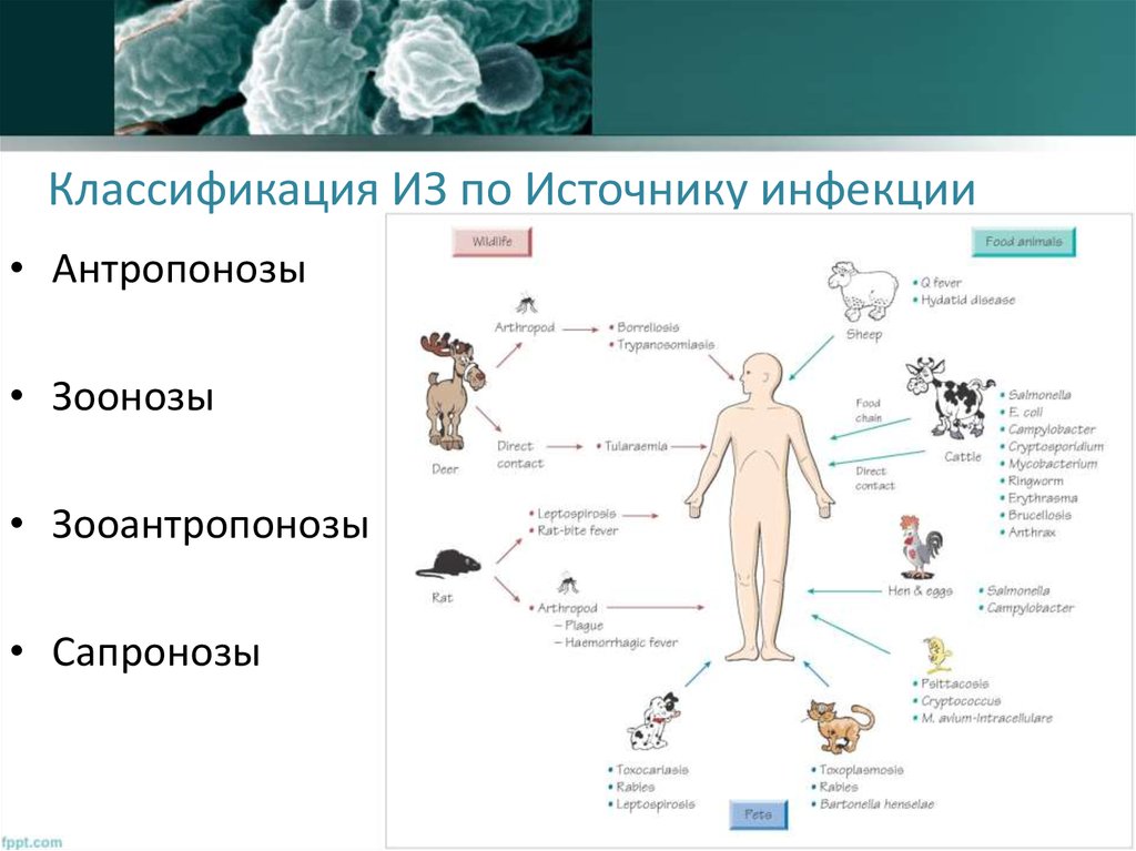 Источники инфекционных заболеваний. Источник инфекции классификация. Классификация по источнику инфекции. Классификация инфекционных заболеваний антропонозы зоонозы. Классификация инфекций по источнику заражения.