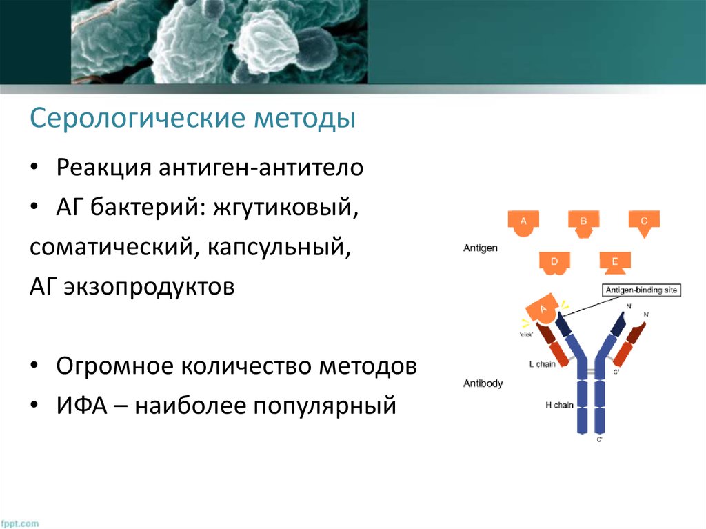 Серологический метод. Серологические реакции антиген антитело. Серологический метод исследования антител. Этапы реакции антиген-антитело. Схема реакции антиген антитело.