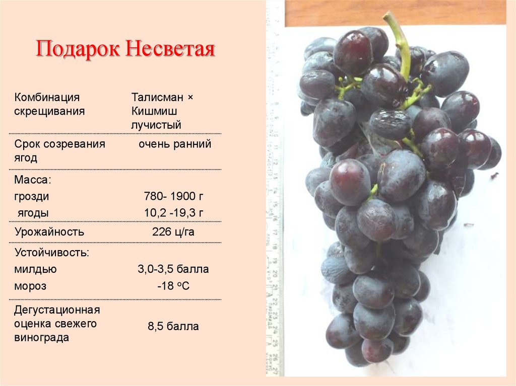 Кишмиш польза. Сорт винограда подарок Несветая. Калорийность винограда кишмиш. Виноград кишмиш калории. Подарок Несветая виноград описание.