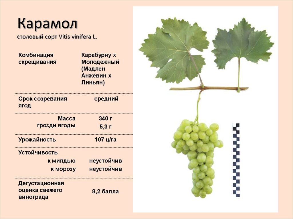 Ромео сорт винограда фото и описание