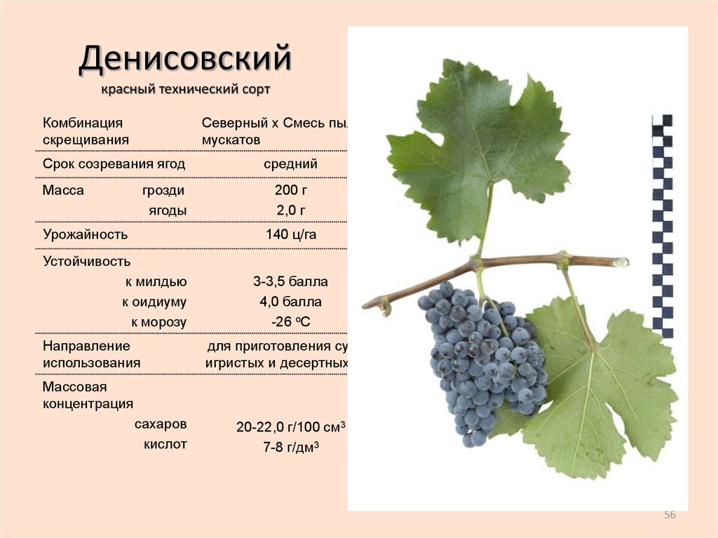 Уральские сорта винограда фото и описание