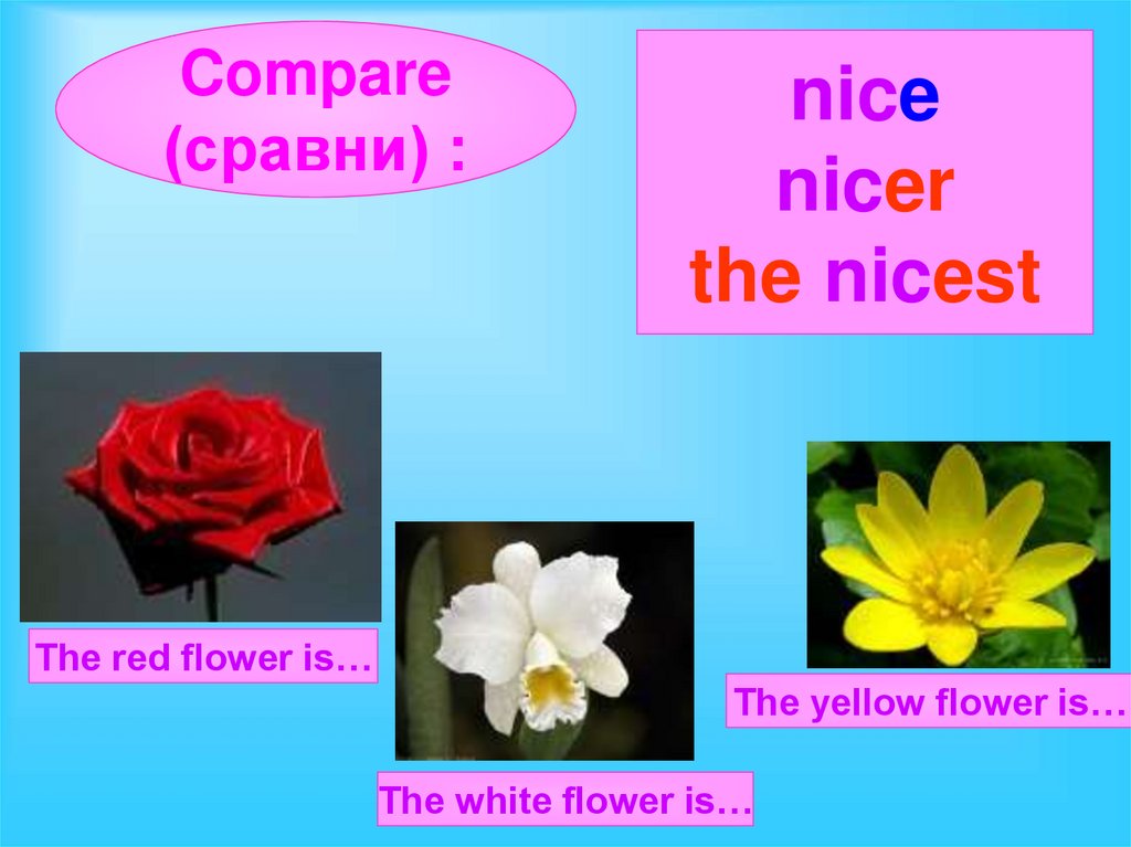 Be a flower монолог. Nice nicer the nicest урок. Be a Flower. Nice nicer the nicest Flowers. Nice nicer the nicest правило.