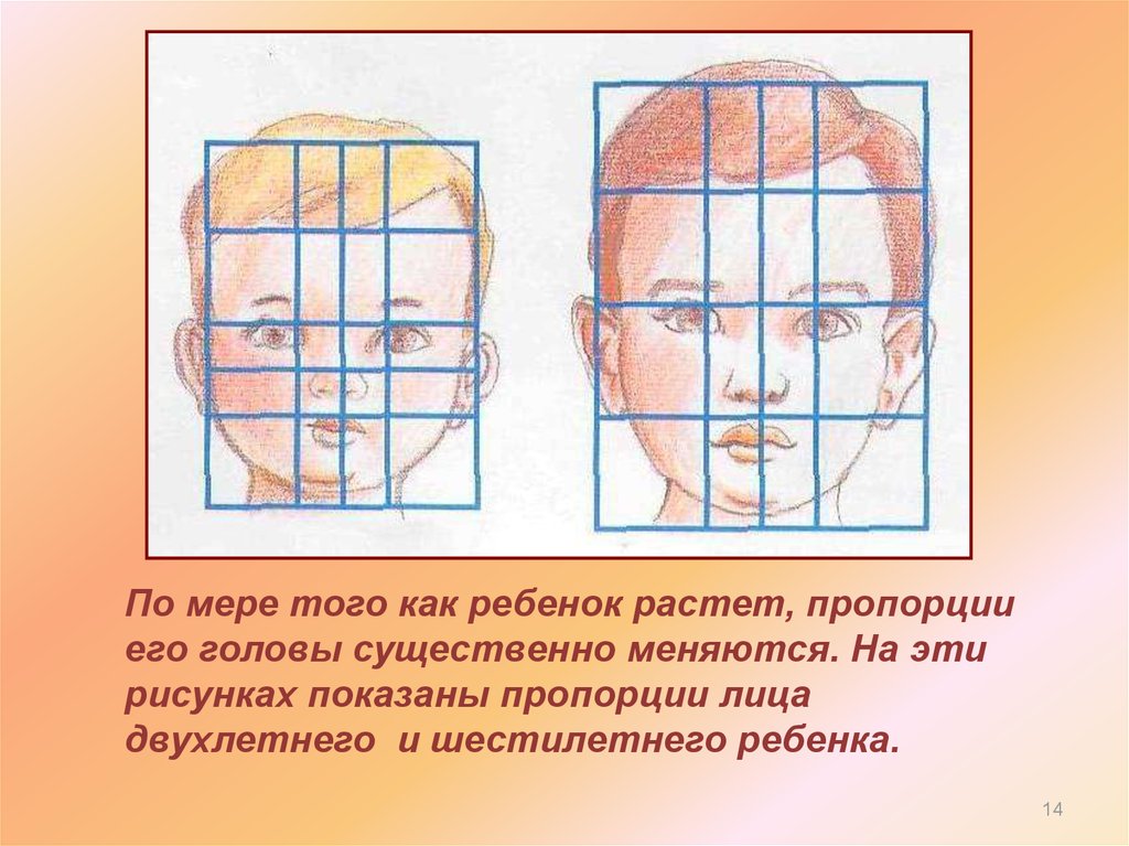 Голова 3 года. Пропорции детского лица. Пропорции лица ребенка и взрослого. Пропорции лица младенца. Пропорции головы ребенка.