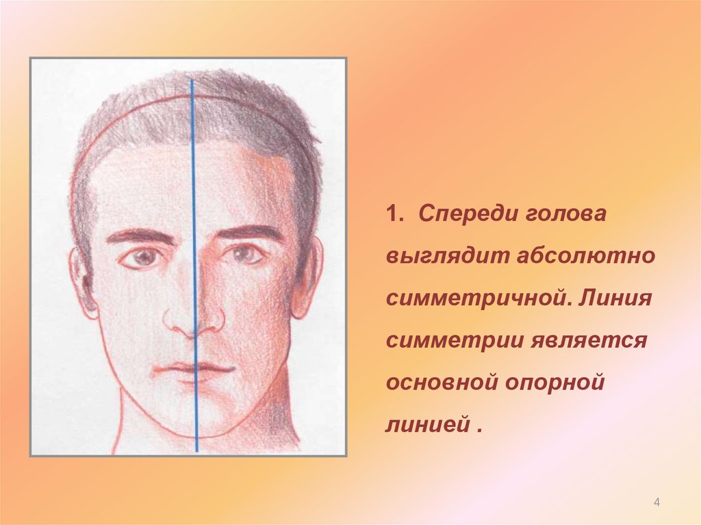 Почему обносит голову и кажется. Симметрия головы человека. Голова спереди. Линия симметрии головы. Пропорции головы человека последовательность.