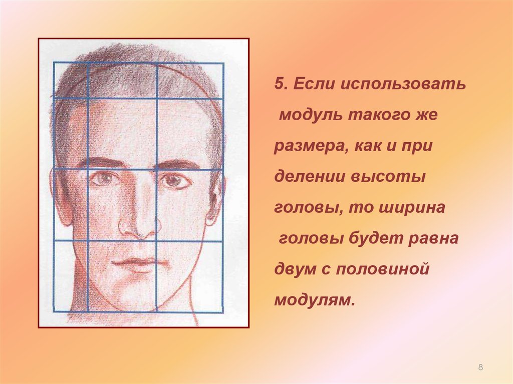 Где есть голова. Геометрические пропорции головы человека. Не мужские пропорции лица. Пропорции лица 18 летнего. Чему равна ширина головы.