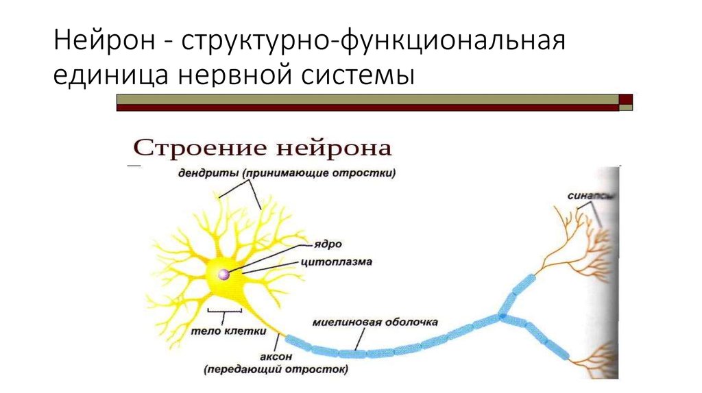 Нерв строение и функции