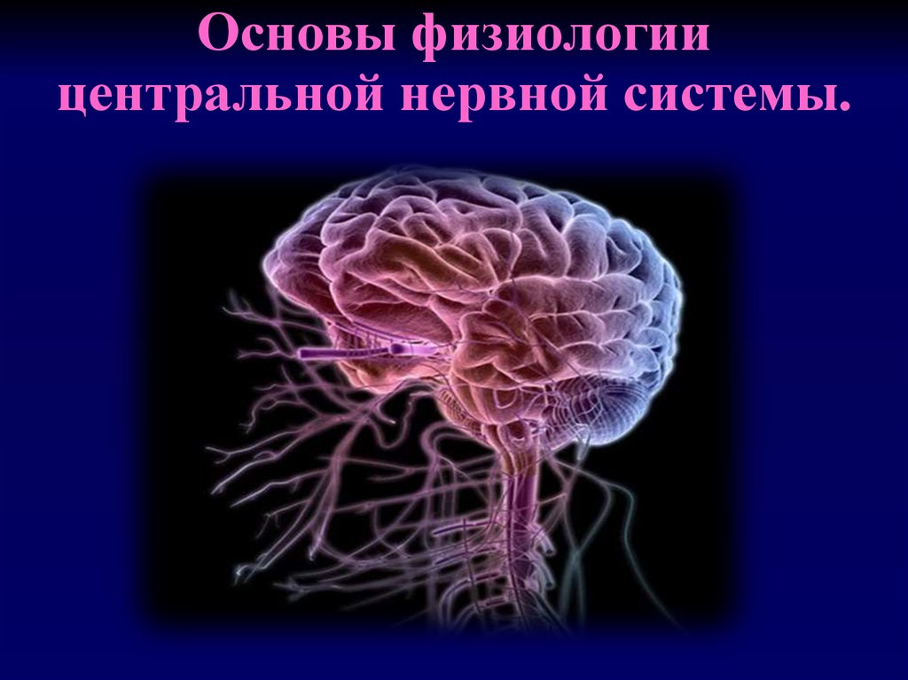 Свойствами центральной нервной системы. Физиология центральной нервной системы. Основы физиологии нервной системы. Нервные центры ЦНС. Центральная нервная система.