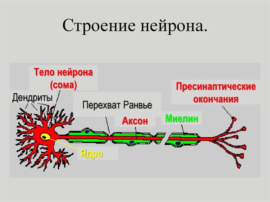 Основа нервной клетки. Строение нейрона физиология. Схема строения нейрона. Аксон нервной клетки строение. Строение нервной клетки нейрона.