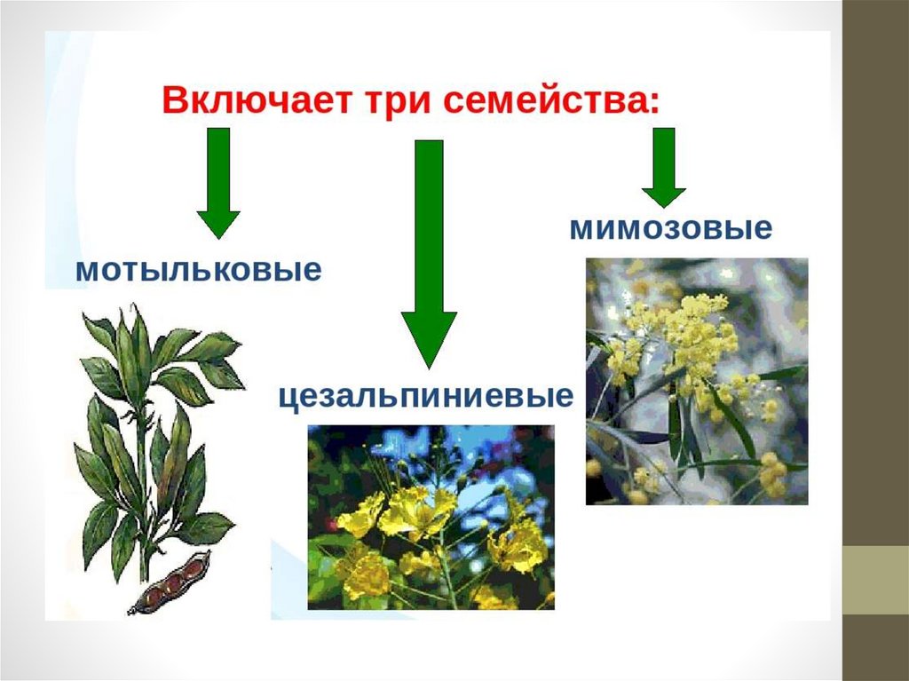 Среди растений семейства. Семейство бобовые Цезальпиниевые. Семейство Цезальпиниевые представители. Бобовые растения примеры. Семейство Мотыльковые систематика.