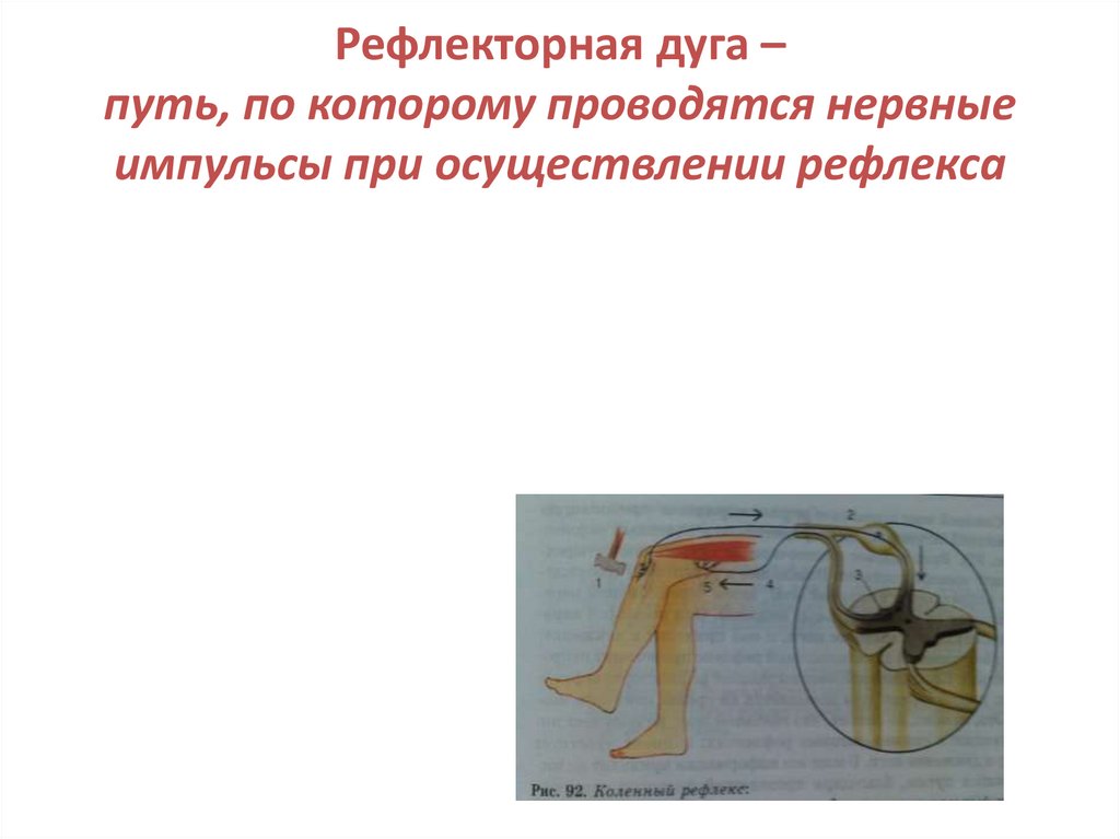 Рефлекс осуществляется