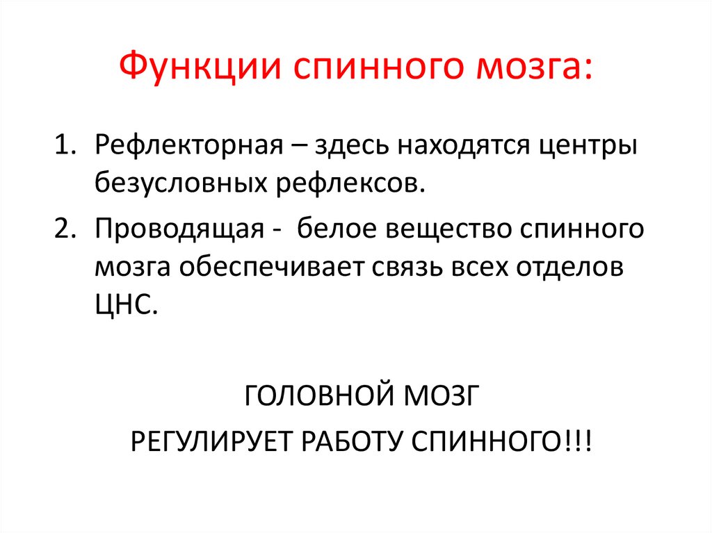 Функции спинного