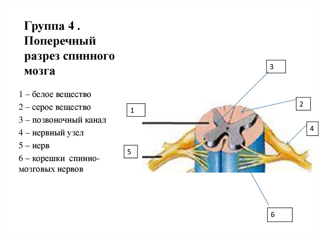 Выберите верные ответы спинной мозг выполняет функцию. Нервная система схема спинного мозга. Схема внутреннего строения спинного мозга анатомия. Изучение строения и функции спинного мозга. Анатомическое строение сегмента спинного мозга.