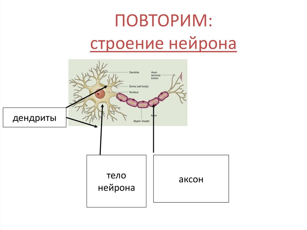 Строение нейрона биология 8 класс. Повторить строение нейрона. Строение нейрона 8 класс биология рисунок. Строение нейрона гдз биология 8 класс.