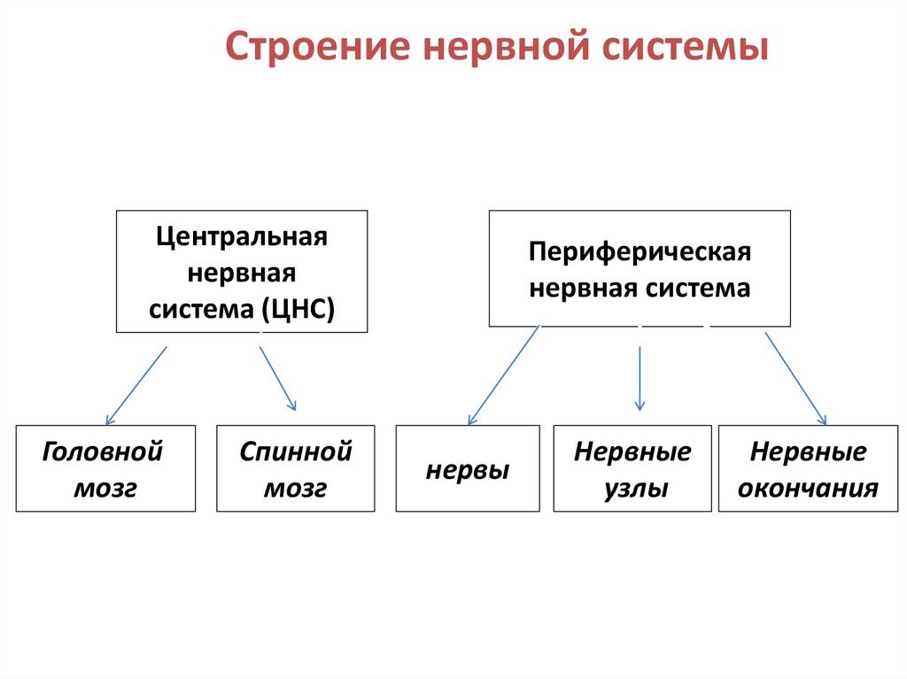 Строение нс схема