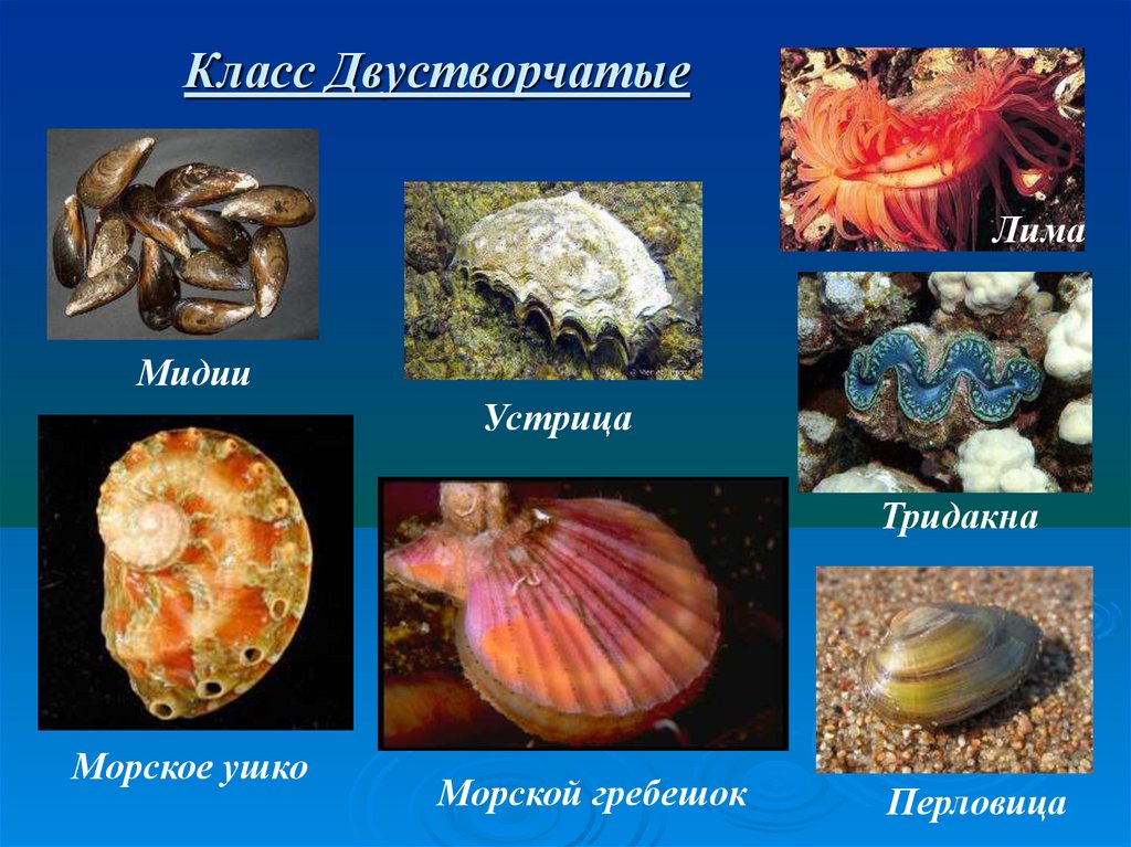 К какой группе организмов относится устрица. Класс двустворчатые беззубка. Двустворчатые моллюски 7 класс биология. Мидии, устрицы, гребешки (двустворчатые моллюски), трубач,. Класс двустворчатые моллюски 7 класс биология.
