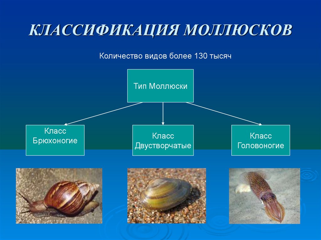 Охарактеризуй моллюсков. Классификация моллюсков 7 класс биология. Двустворчатые моллюски классификация. Классы моллюсков брюхоногие двустворчатые головоногие. Тип моллюски 7 класс биология.