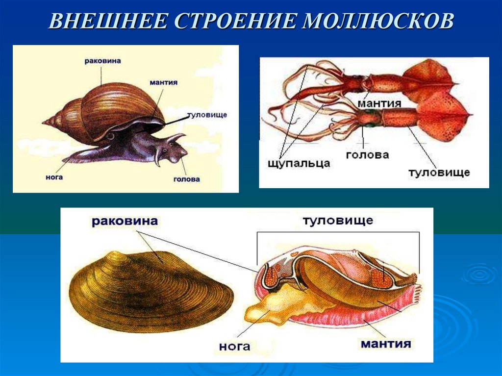 Картинки моллюски биология 7 класс