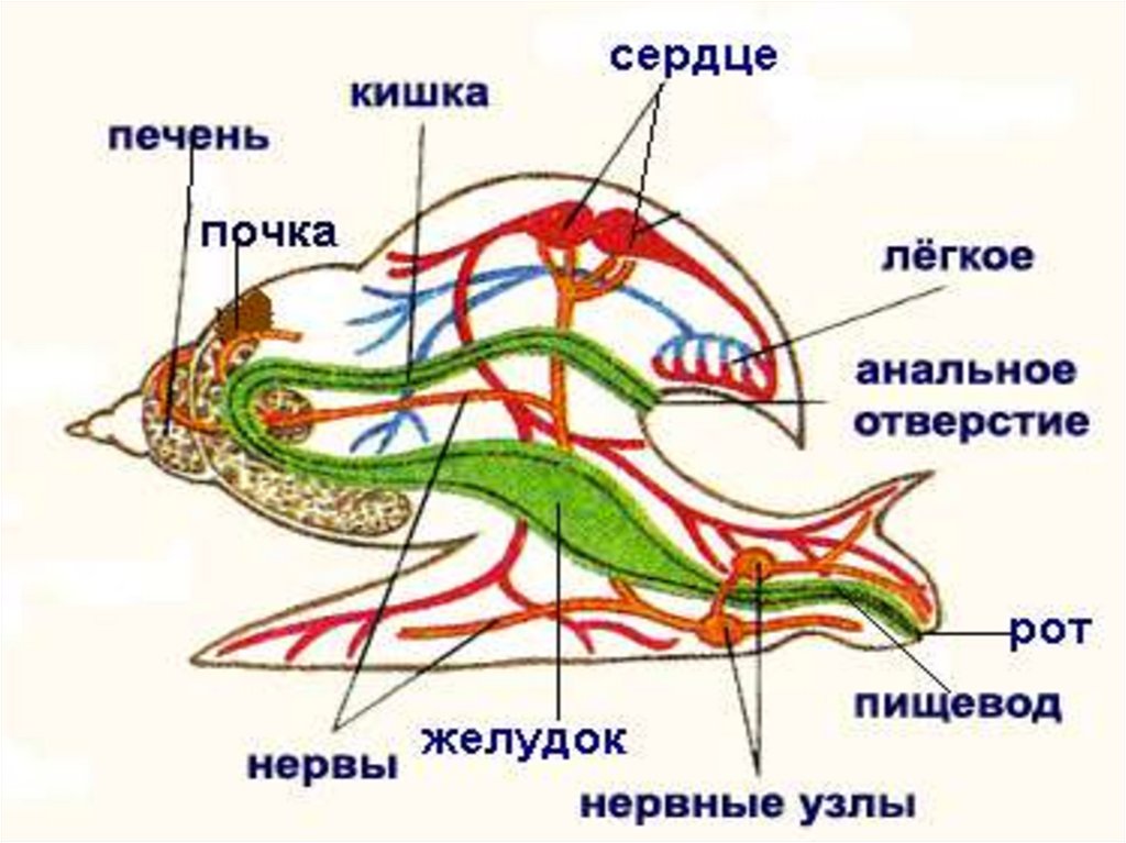 Схема брюхоногого моллюска