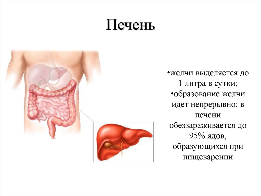 Пищеварение и выделение. Органы пищеварения и выделения. Образование желчи в печени. Выделение желчи печень. Пищеварение и выделение кратко.