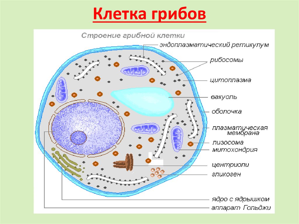 В клетках грибов есть ядро. Органоиды грибной клетки строение. Мембрана клетка гриба строение. Строение клетки грибов 9 класс биология. Грибная клетка органоиды рисунок.