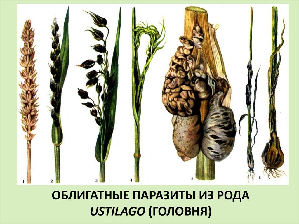 Пшеничный гриб. Ustilago tritici пыльная Головня пшеницы. Пыльная Головня гриб. Головня гриб паразит. Пузырчатая Головня пшеницы.