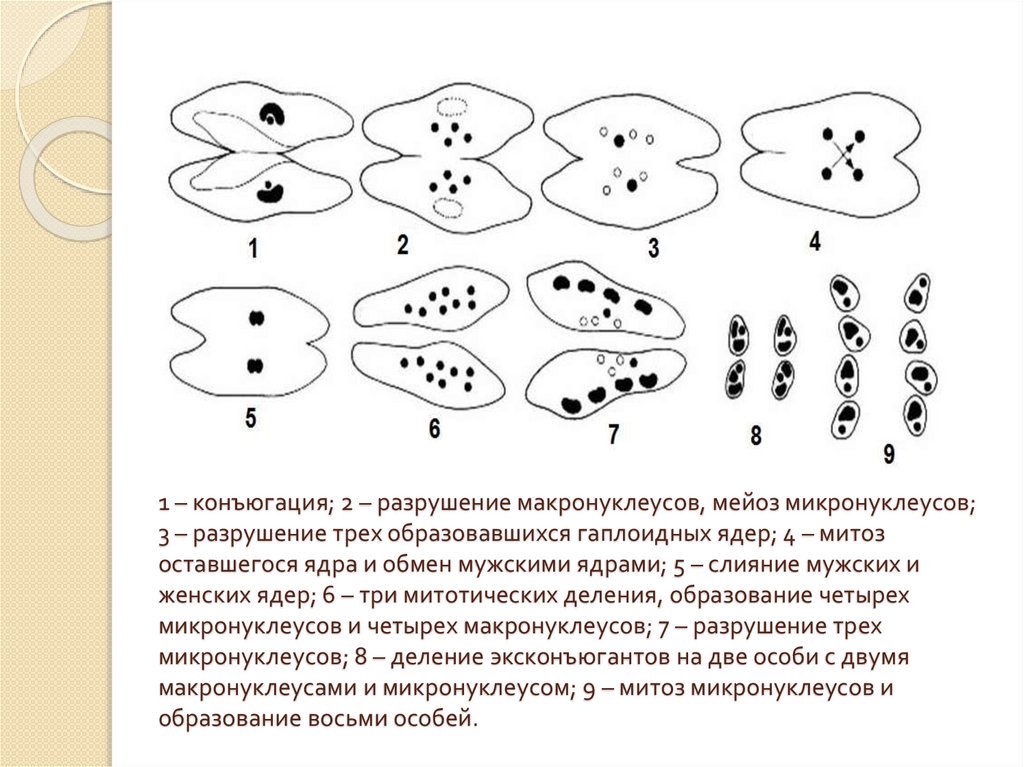 Конъюгация рисунок мейоз