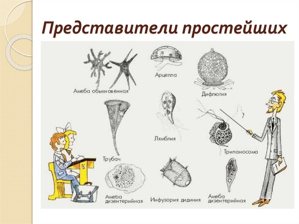 Представители простейших