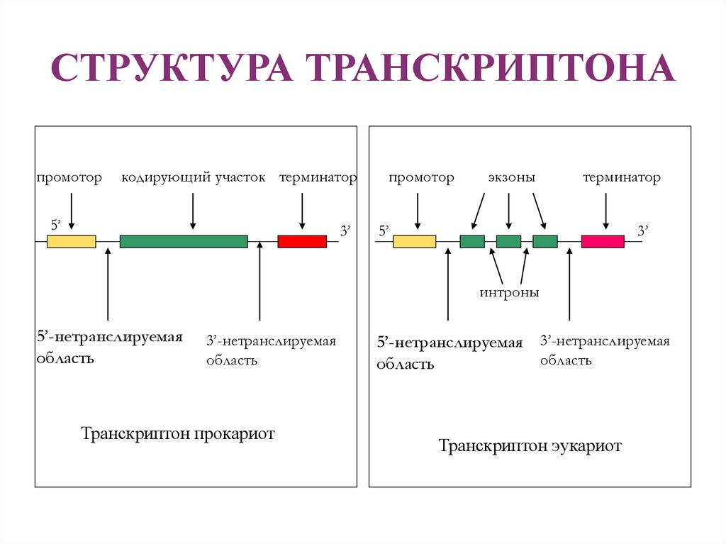 Схема строения оперона